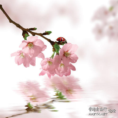 姻緣風水教你甩掉“爛桃花”  家居 + 商業風水