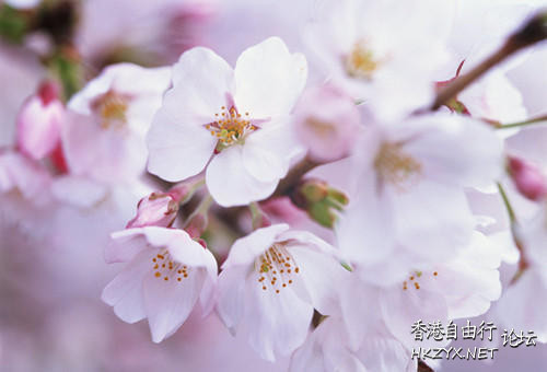 姻緣風水教你甩掉“爛桃花”  家居 + 商業風水