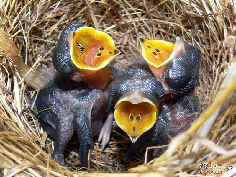   Birds 飛烏
