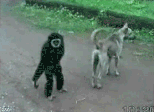 monkey帶給你歡樂  解悶園地