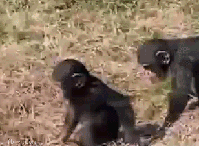 monkey帶給你歡樂  解悶園地