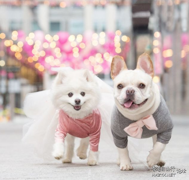   Pets 寵物護理 +紀念堂