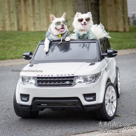   Pets 寵物護理 +紀念堂