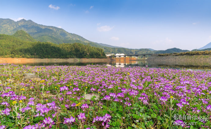   Flowers花卉