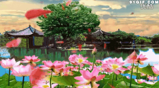 荷花、雨水、萌妹子  Flowers花卉