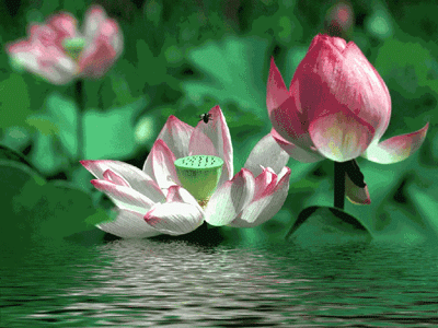 荷花、雨水、萌妹子  Flowers花卉
