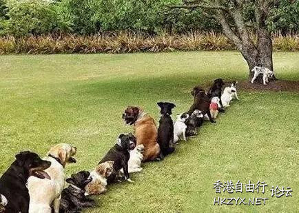   Pets 寵物護理 +紀念堂