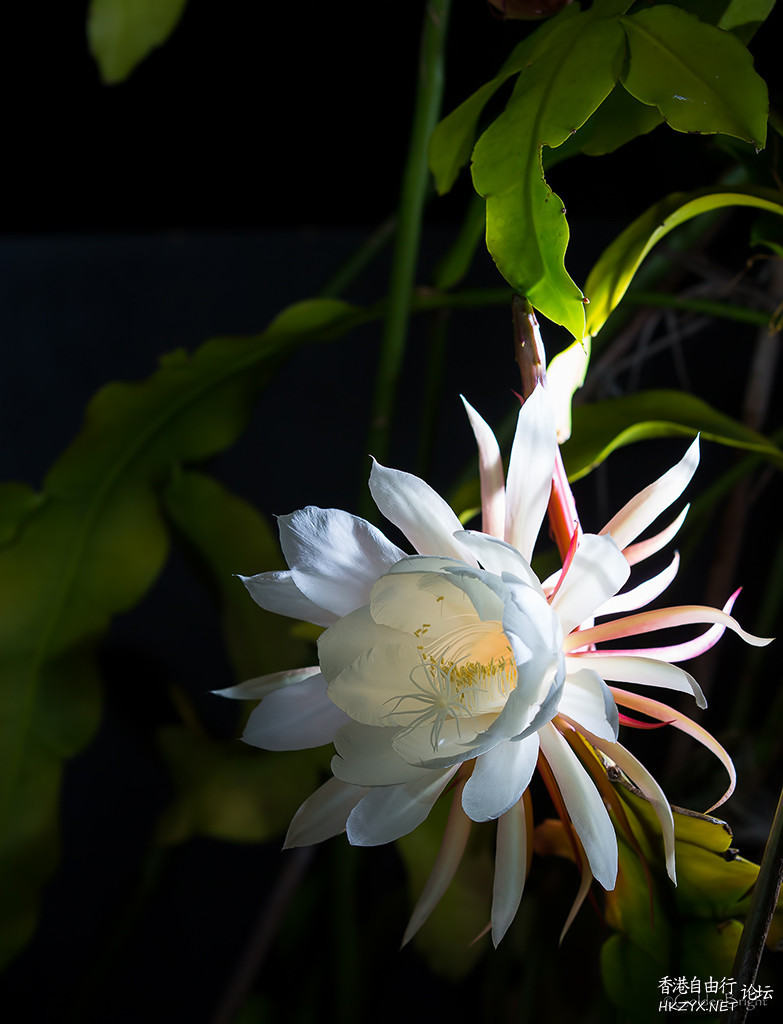   Flowers花卉