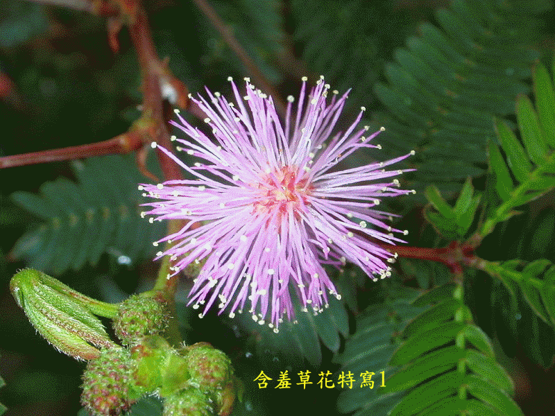   Flowers花卉