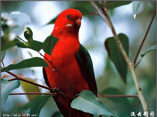   Birds 飛烏