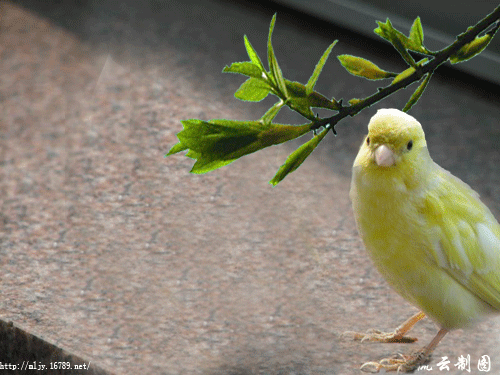   Birds 飛烏