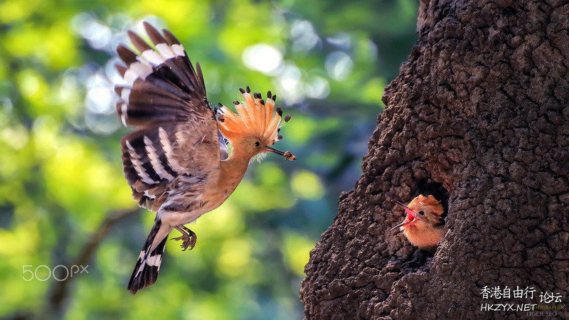   Birds 飛烏