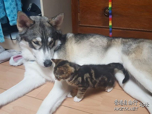 小貓照顧焦慮症的狗狗  Pets 寵物護理 +紀念堂