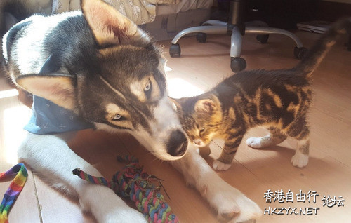 小貓照顧焦慮症的狗狗  Pets 寵物護理 +紀念堂