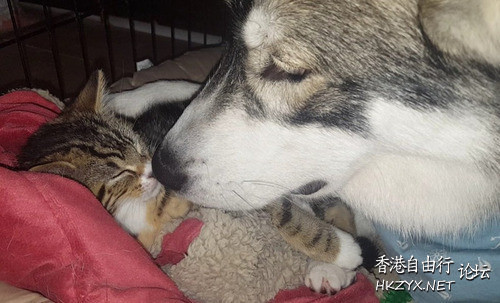 小貓照顧焦慮症的狗狗  Pets 寵物護理 +紀念堂
