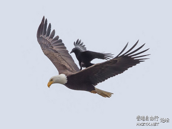 烏鴉叼走警方證物  世界奇闻