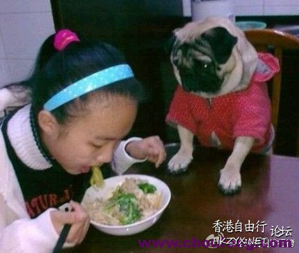   Pets 寵物護理 +紀念堂