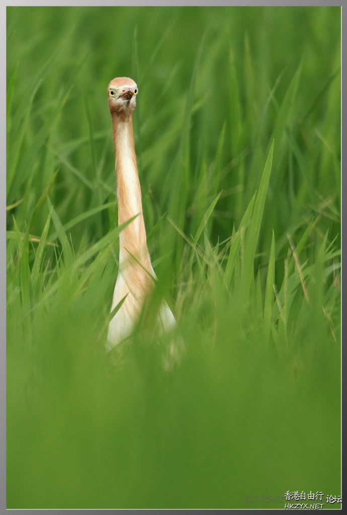   Birds 飛烏