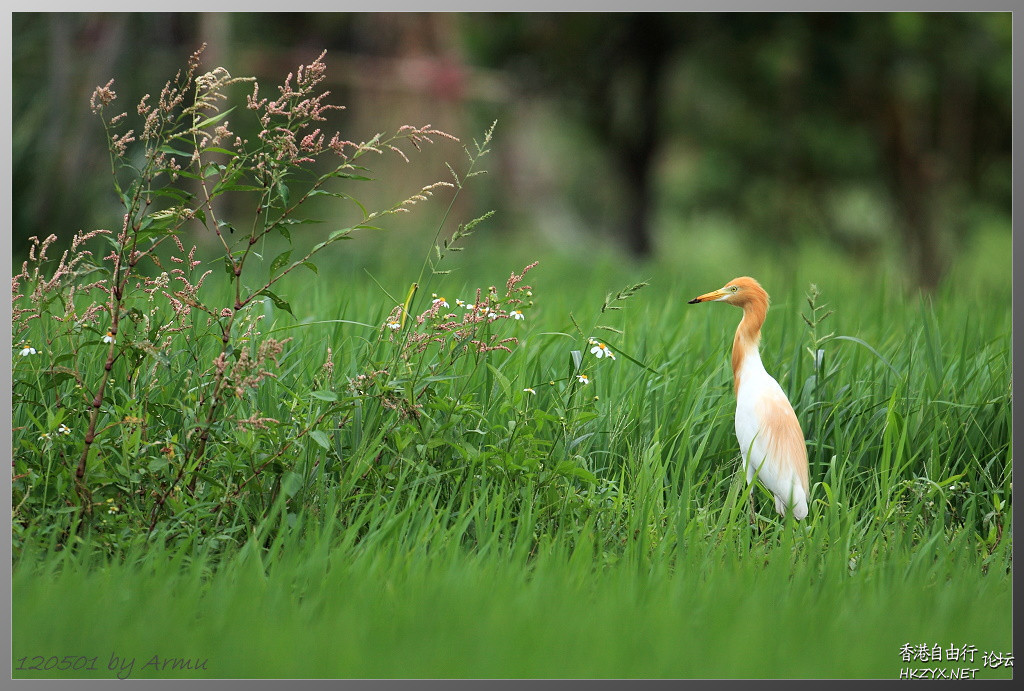   Birds 飛烏