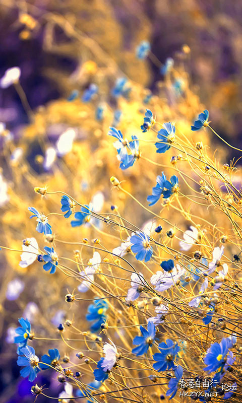   Flowers花卉