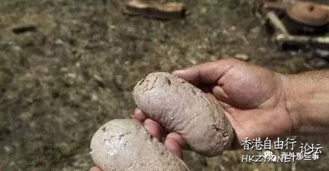 睾丸烹飪節  世界奇闻