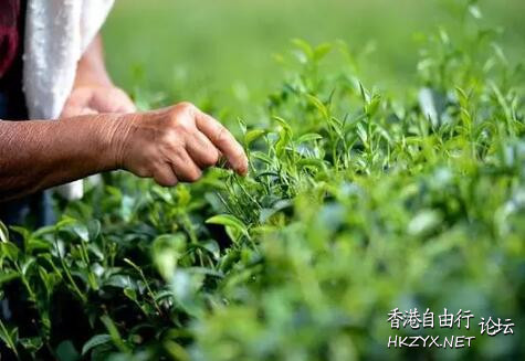 立秋过后喝什么茶  男女養生善食