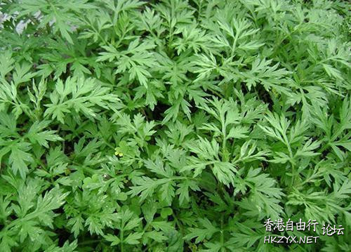 泡腳水放什麼可逼出溼氣？  外科防治室