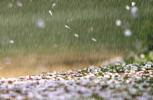落点小雨别有番韵致  文学欣賞