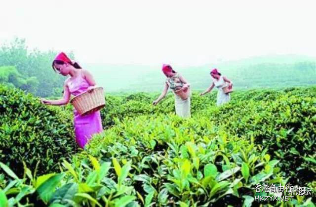 立秋过后喝什么茶  男女養生善食