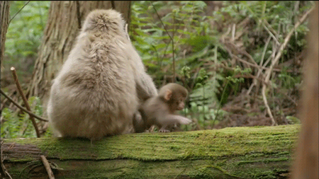 猴子是有感情和憐憫心  Ecology 生態留影