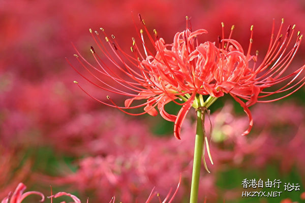   Flowers花卉