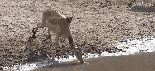 動物奇趣精選  Ecology 生態留影