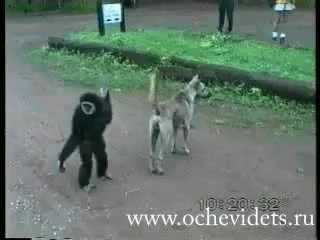   Nonsensical 無厘頭图片