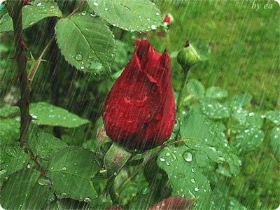 詩詞中的煙雨  文学欣賞
