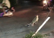 Dog artist makes a hit  Pets 寵物護理 +紀念堂