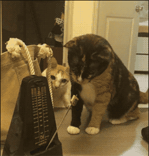 Dog artist makes a hit  Pets 寵物護理 +紀念堂