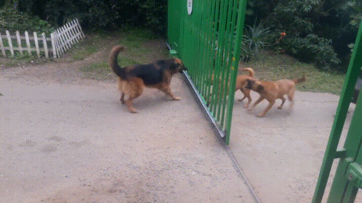   Pets 寵物護理 +紀念堂
