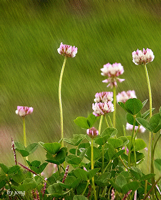   Flowers花卉