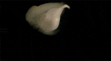   海洋生態
