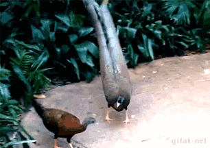   Birds 飛烏