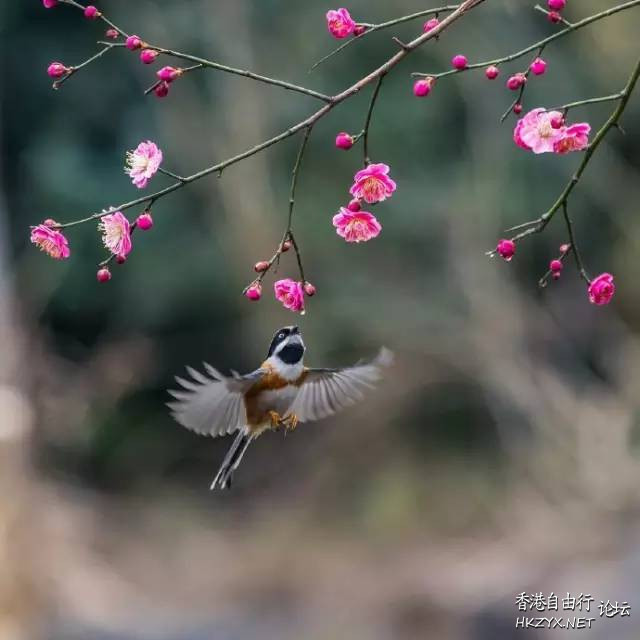   Birds 飛烏
