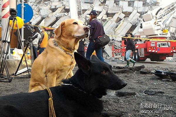 搜救犬負傷拯救倖存者  Pets 寵物護理 +紀念堂