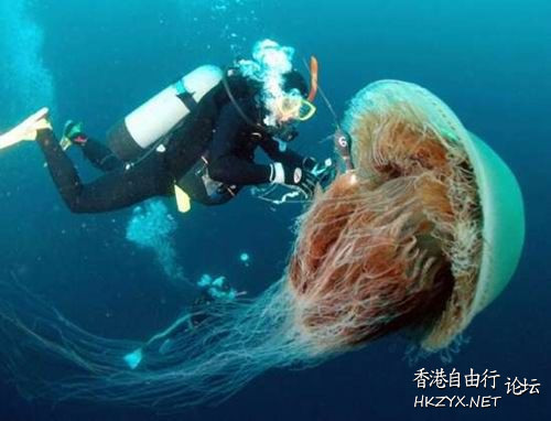   海洋生態