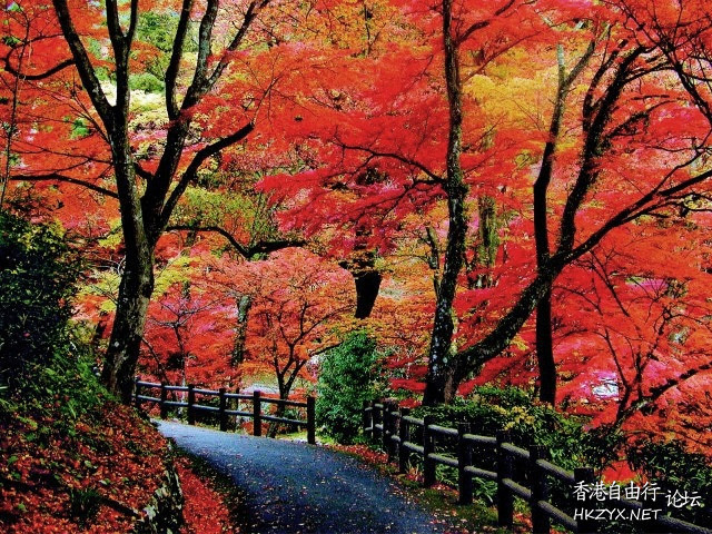 志賀高原 紅葉滿山頭  World Travel 世界旅遊