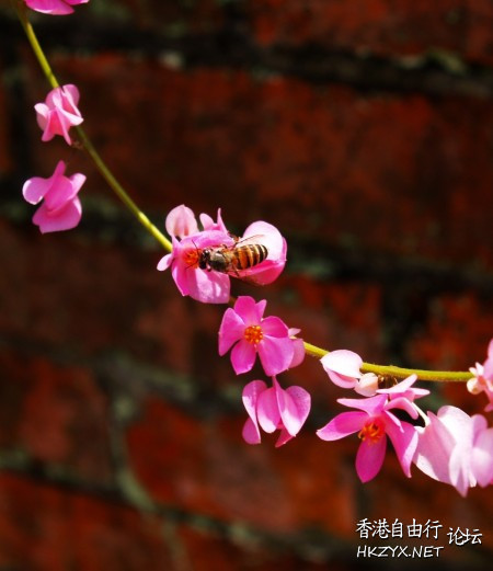 日日思君不見君，  文学欣賞