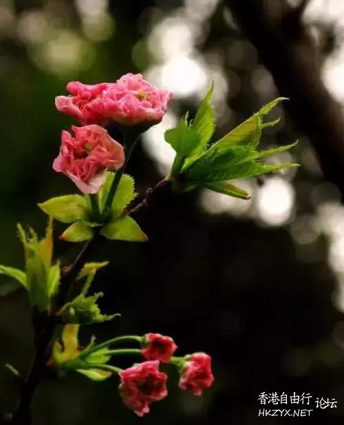 淡定看人生，寧靜做自我  山水花林啓唔人生