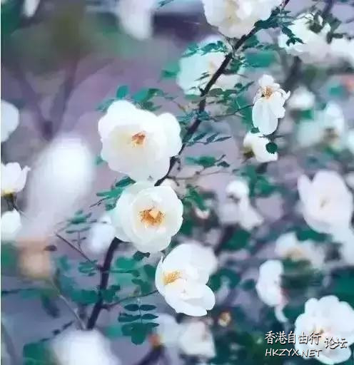 人生總會有雨天和晴天，  山水花林啓唔人生