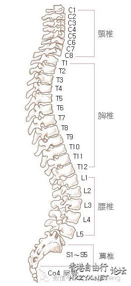 脊椎不好百病生矯正法！  「安心法」養生