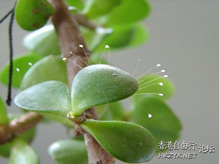 三千年才盛開的優曇婆羅  佛教