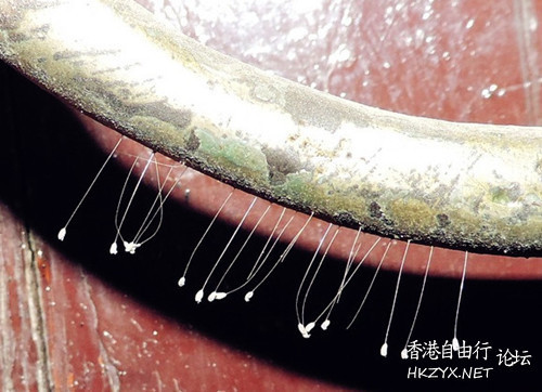三千年才盛開的優曇婆羅  佛教